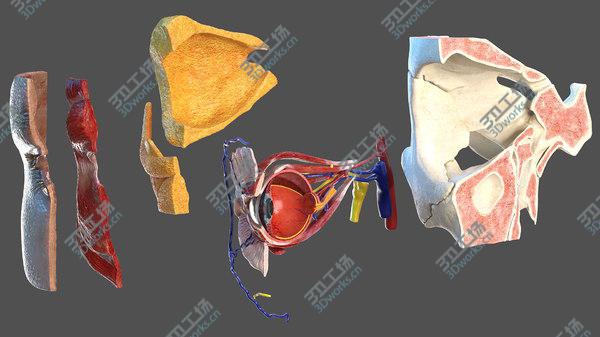 images/goods_img/20210312/3D model Eye Anatomy Cross-Section Right/4.jpg
